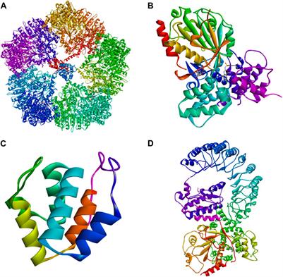 NLRP3 inflammasome in atherosclerosis: Mechanisms and targeted therapies